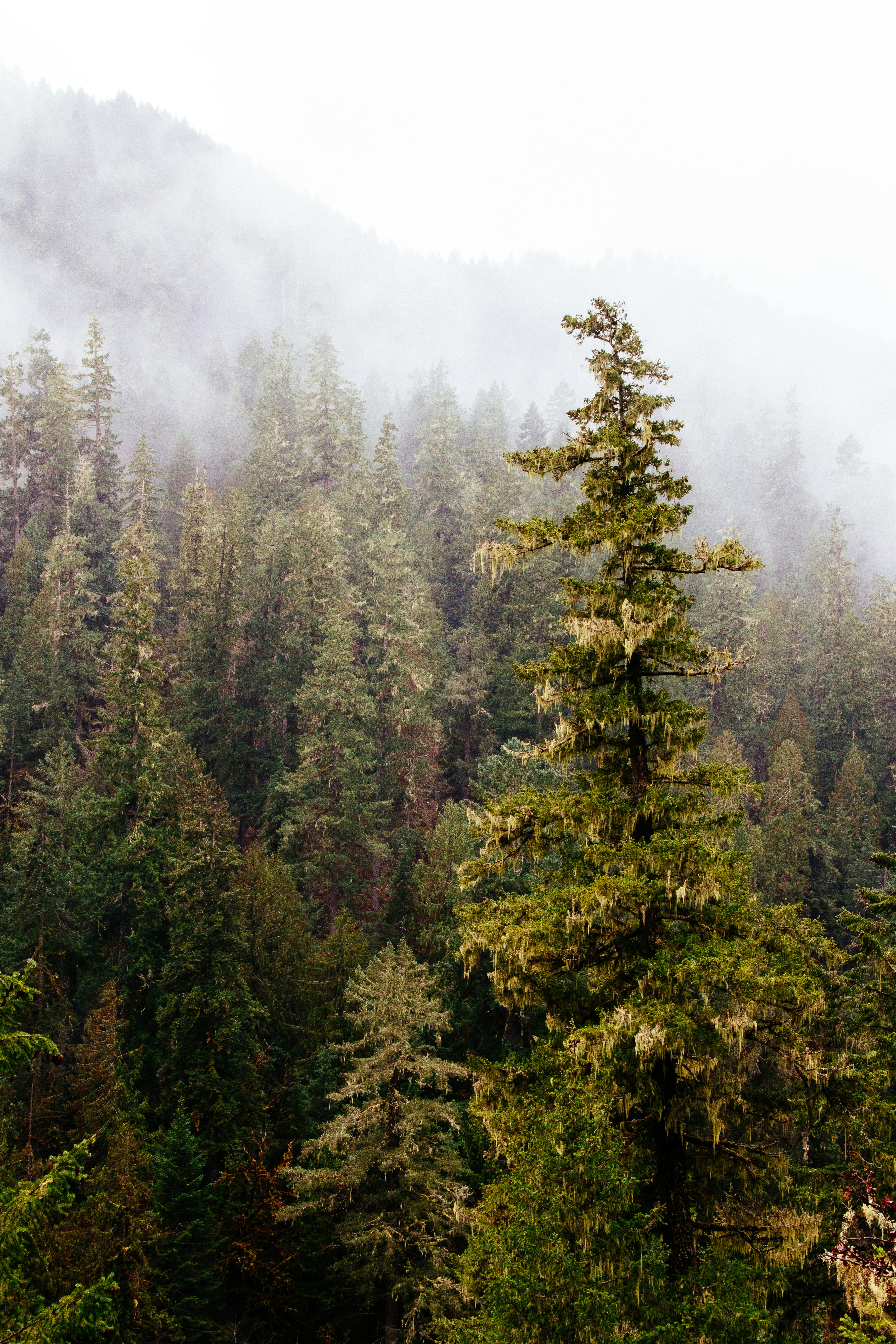 trees near foggy mountain